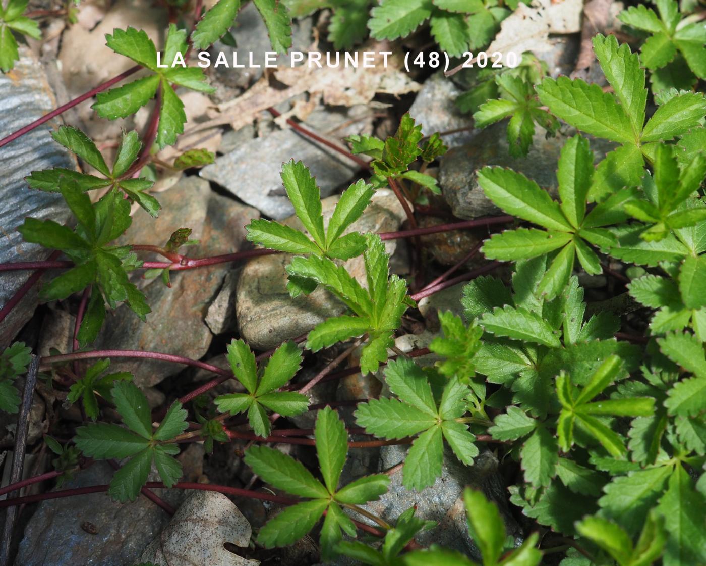 Cinqfoil, Creeping leaf